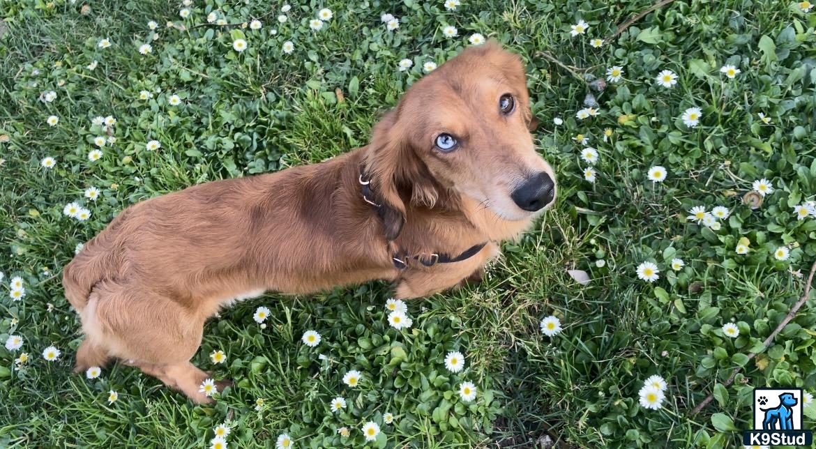 a dachshund dog lying in a field of flowers