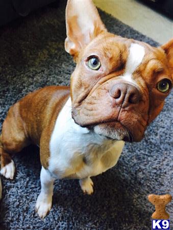 a boston terrier dog with a stuffed animal