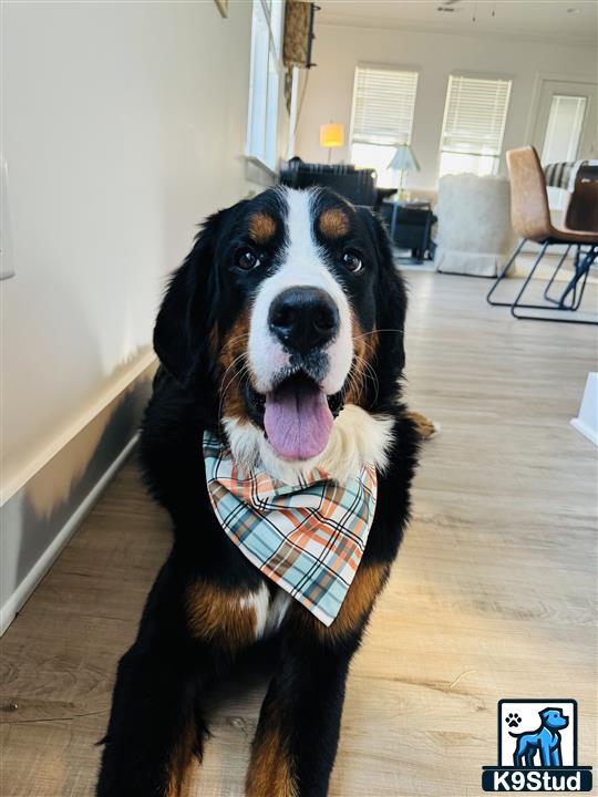 a bernese mountain dog dog wearing a scarf