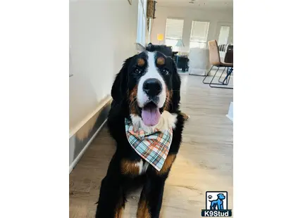 a bernese mountain dog dog wearing a scarf