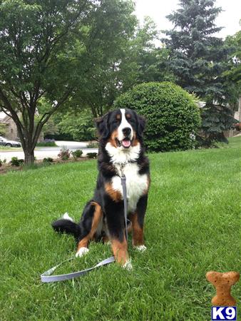 a bernese mountain dog dog sitting in a grassy area