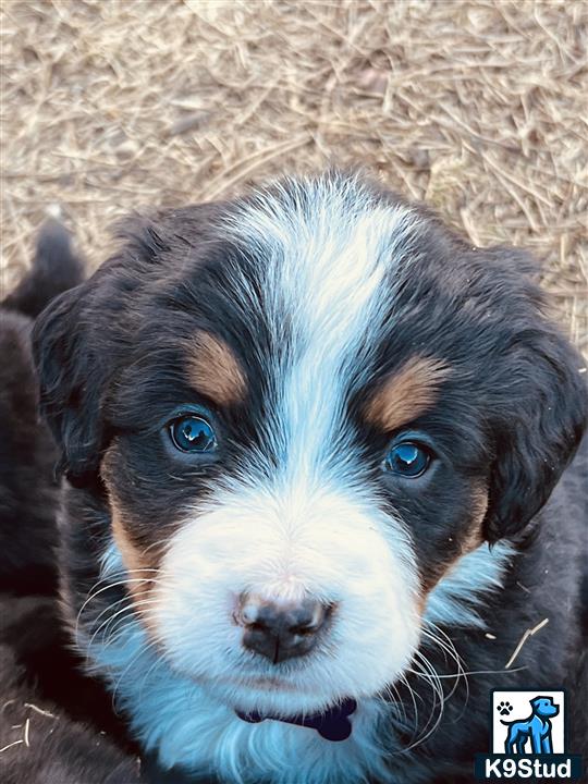 a bernese mountain dog dog lying on the ground