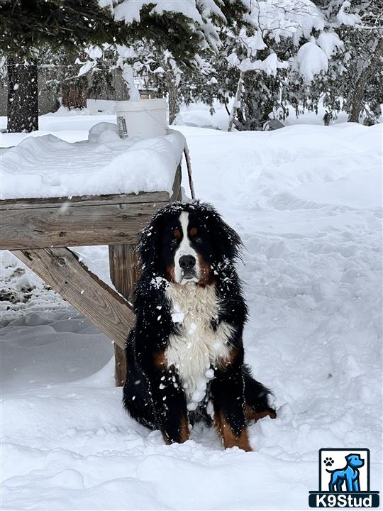 a bernese mountain dog dog standing in the snow