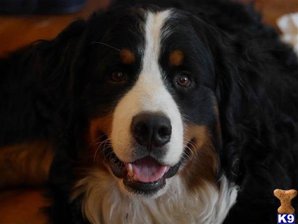 a bernese mountain dog dog with its mouth open