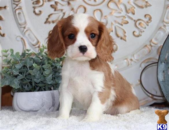 a cavalier king charles spaniel dog sitting on the ground