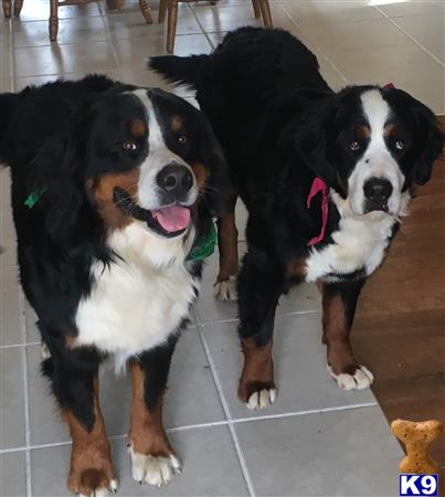 a couple of bernese mountain dog dogs