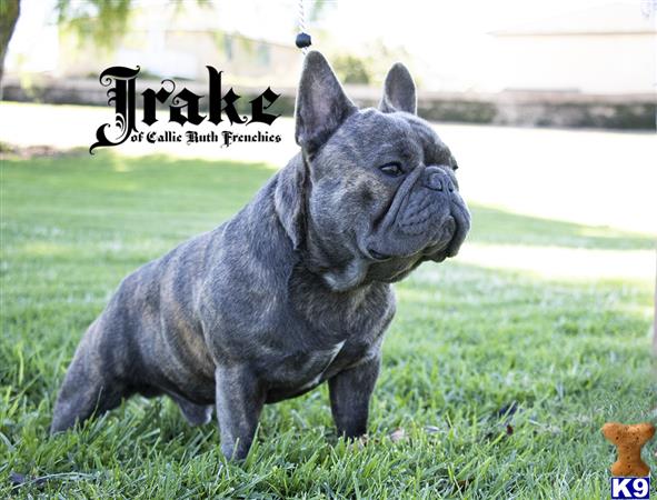 a grey french bulldog dog standing in grass