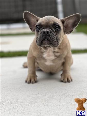 a small french bulldog dog looking at the camera