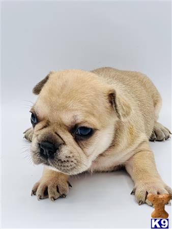 a french bulldog puppy lying on its back