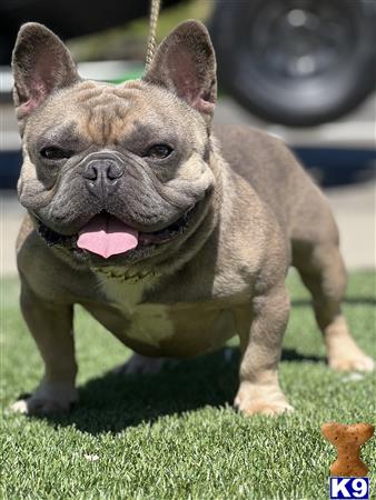 a french bulldog dog standing on grass