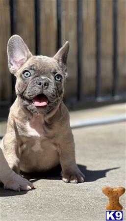 a small french bulldog dog with its tongue out