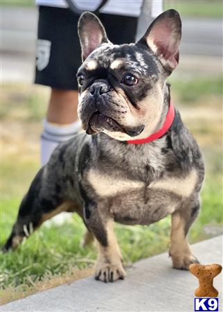 a small french bulldog dog with a red collar
