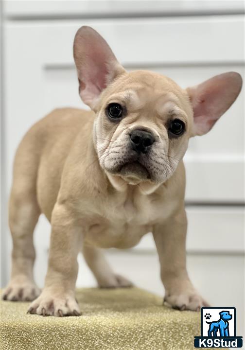 a small tan french bulldog puppy
