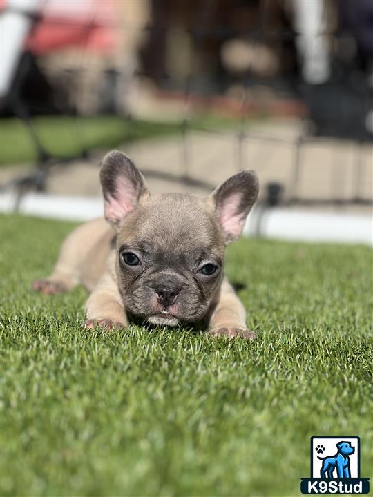 a small french bulldog dog lying in the grass