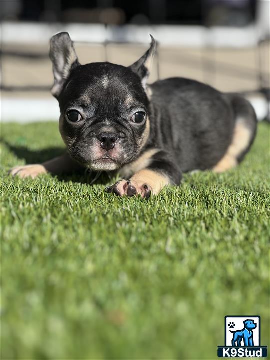 a small french bulldog dog lying on grass