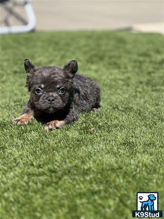 a small french bulldog dog lying on grass