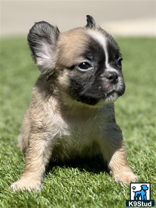 a small french bulldog puppy sitting on grass