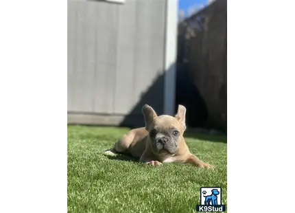 a small french bulldog dog lying on grass