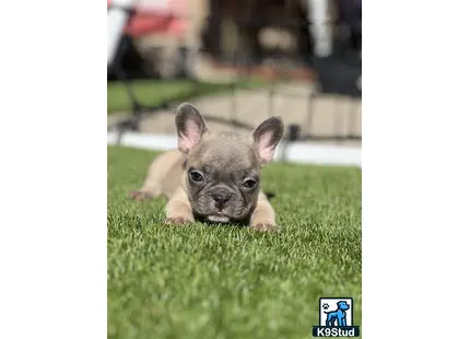 a small french bulldog dog lying in the grass