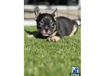 a small french bulldog dog lying on grass