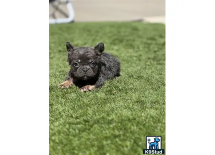 a small french bulldog dog lying on grass