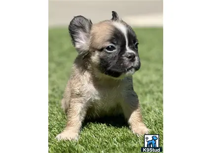 a small french bulldog puppy sitting on grass