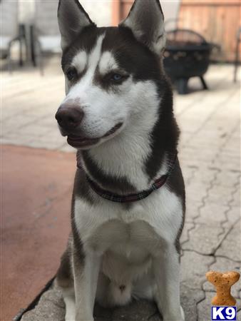 a siberian husky dog sitting on a carpet