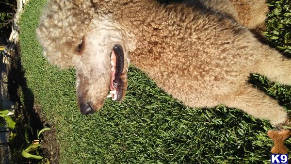 a brown animal with its mouth open