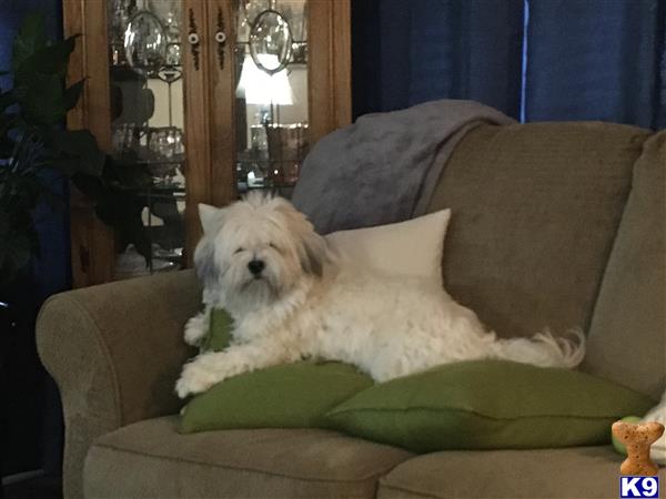 a havanese dog sitting on a couch