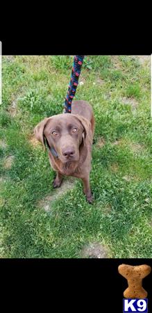 a labrador retriever dog on a leash on grass