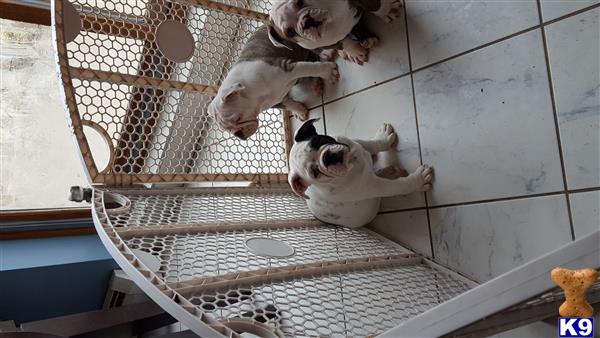 a couple of old english bulldog dogs in a cage