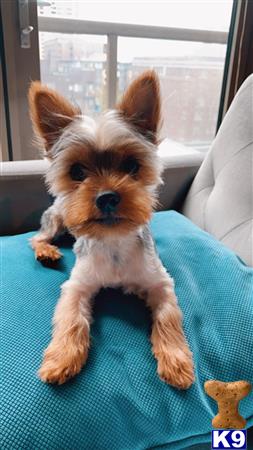 a yorkshire terrier dog sitting on a couch