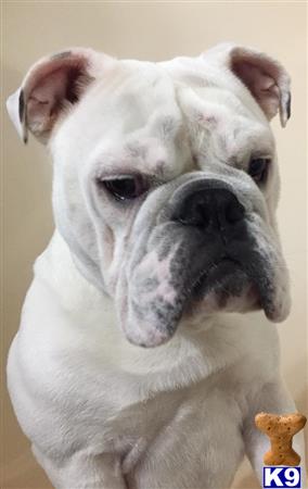 a english bulldog dog with a sad face