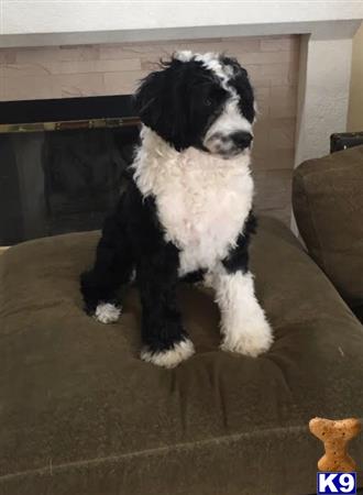 a portuguese water dog dog sitting on a couch