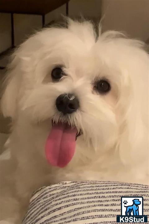 a maltese dog with its tongue out