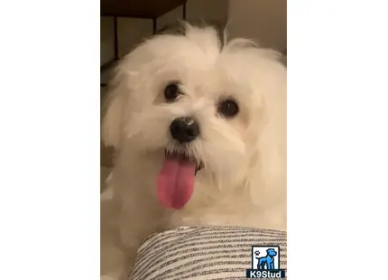 a maltese dog with its tongue out