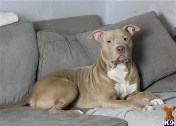 a american pit bull dog lying on a couch