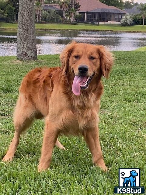 a golden retriever dog standing in grass