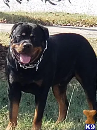 Rottweiler Stud Dog: Solomon 8 Years old