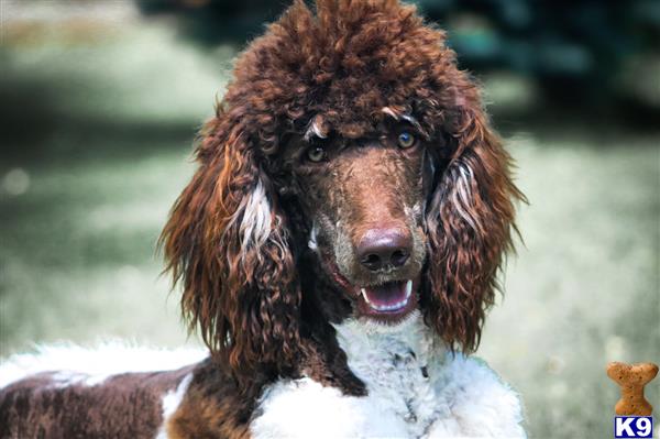 a poodle dog with a white coat