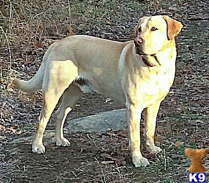 a labrador retriever dog standing outside