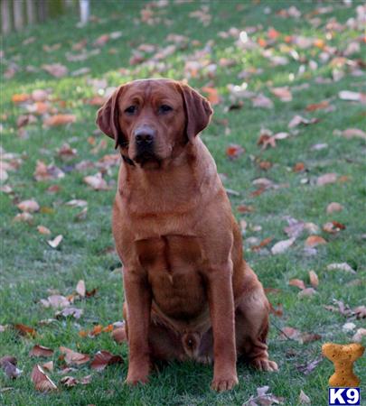 a labrador retriever dog sitting in the grass