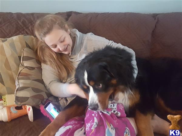 a person and a bernese mountain dog dog on a couch