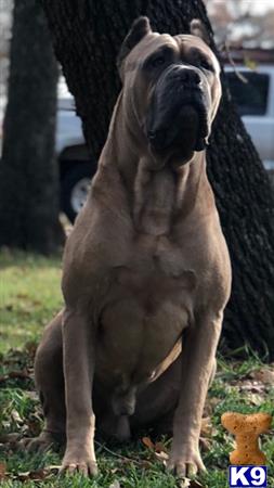 a large cane corso dog standing next to a larger cane corso dog