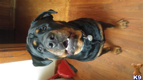 a rottweiler dog lying on the floor