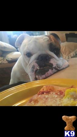 a english bulldog dog eating food