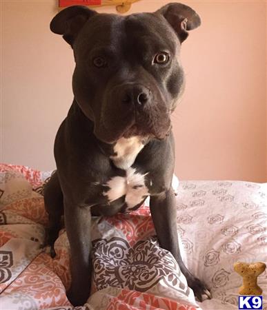 a american bully dog sitting on a couch