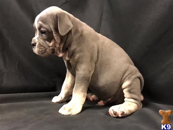 a old english bulldog puppy sitting on the ground