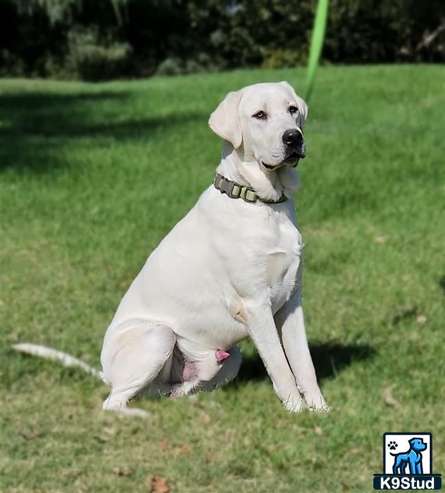 a white labrador retriever dog sitting in the grass