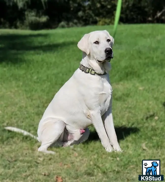 Labrador Retriever